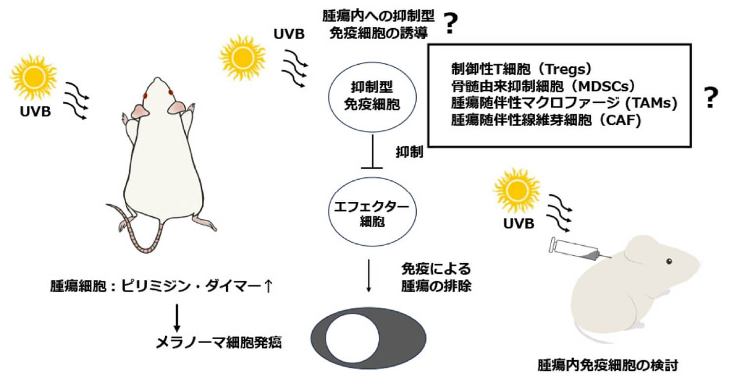 現在施行中の皮膚がん全般における基礎研究－
