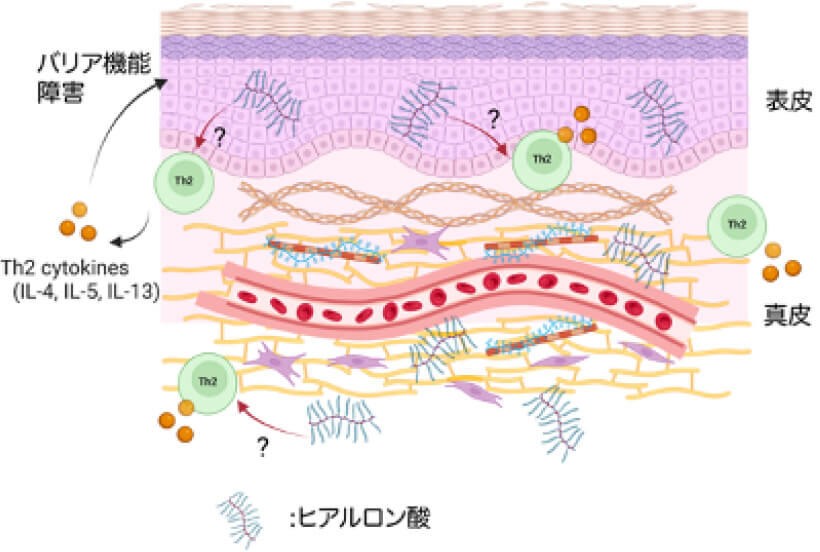 図1.ヒアルロン酸がアトピー性皮膚炎と皮膚のTh2免疫応答に関与する影響