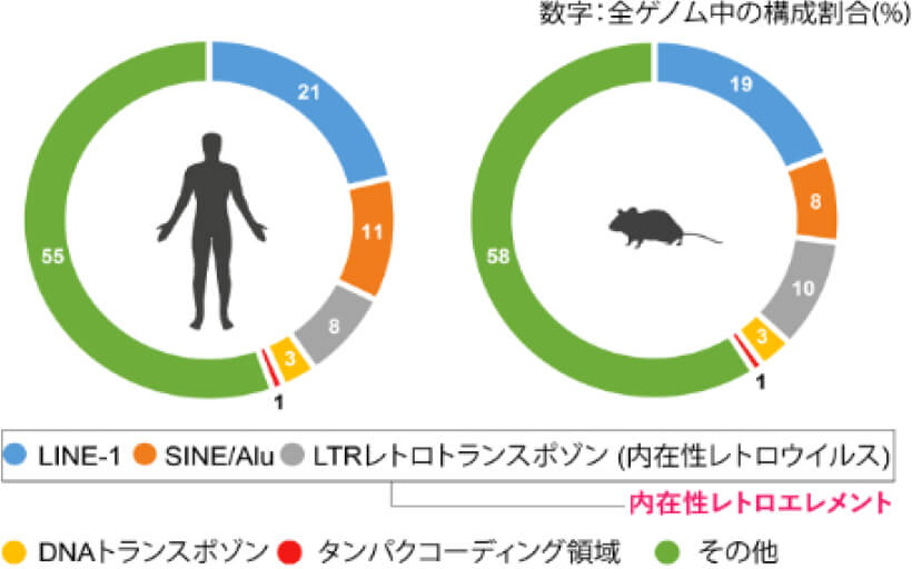 図1.ヒトとマウスのゲノム構成